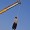 Iran: Prisoners hanged in four cities