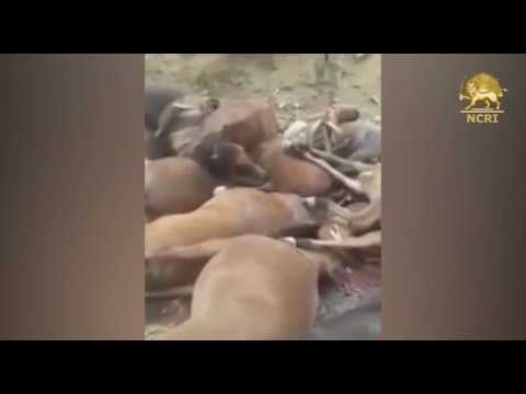 Dozens of horses were slaughtered by security forces in western Iran