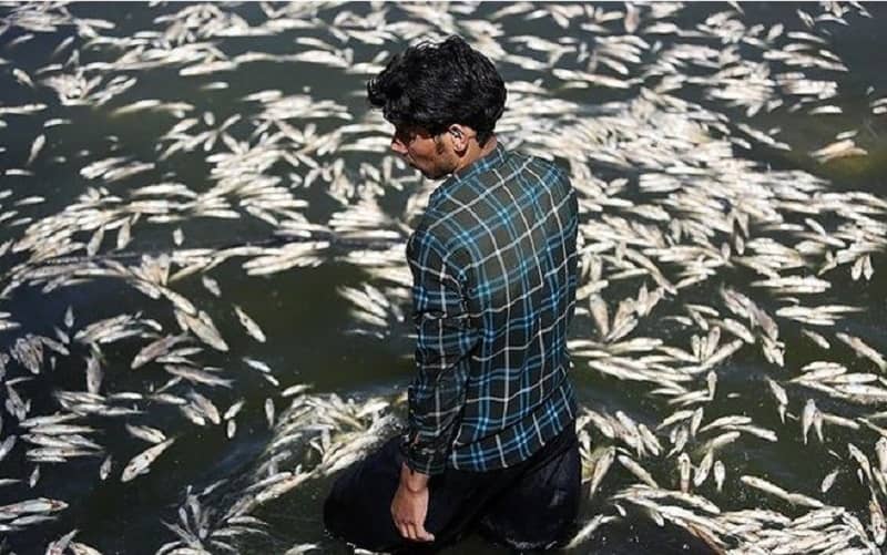 Every time the Zayanderud river closes in Isfahan, thousands of fish die, and this is a serious threat to the environment