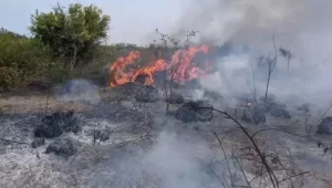 Miyankaleh-wetland-burned