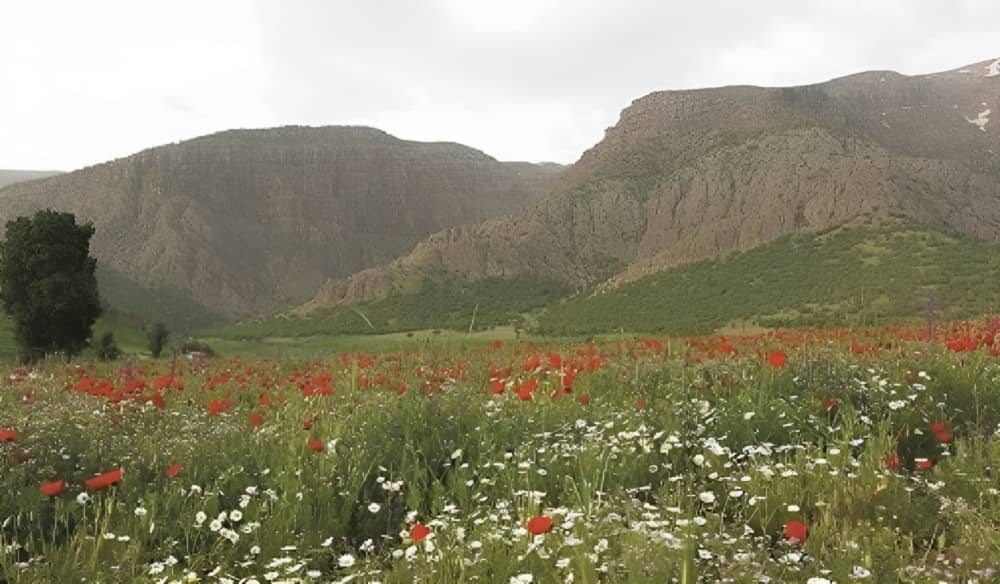 iran grazeland mountain (1)