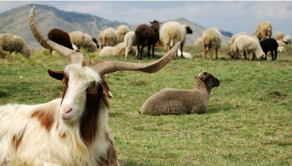 iran rangelands environment goats sheep (1)