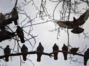 Spy pigeons caught near Natanz nuclear sites