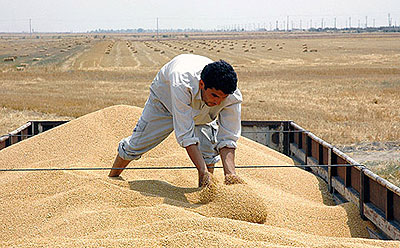 Gorgan, Iran, a wheat farmer