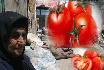 Tomatoes-Iran-400